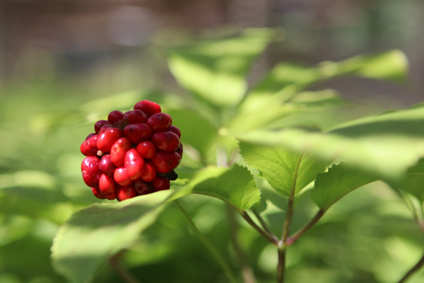 Stratified Ginseng Seed Per Pound (2 to 4 Pound Orders)