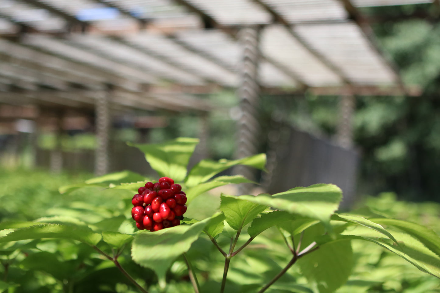 Stratified Ginseng Seed Per Pound (5 to 20 Pound Orders)