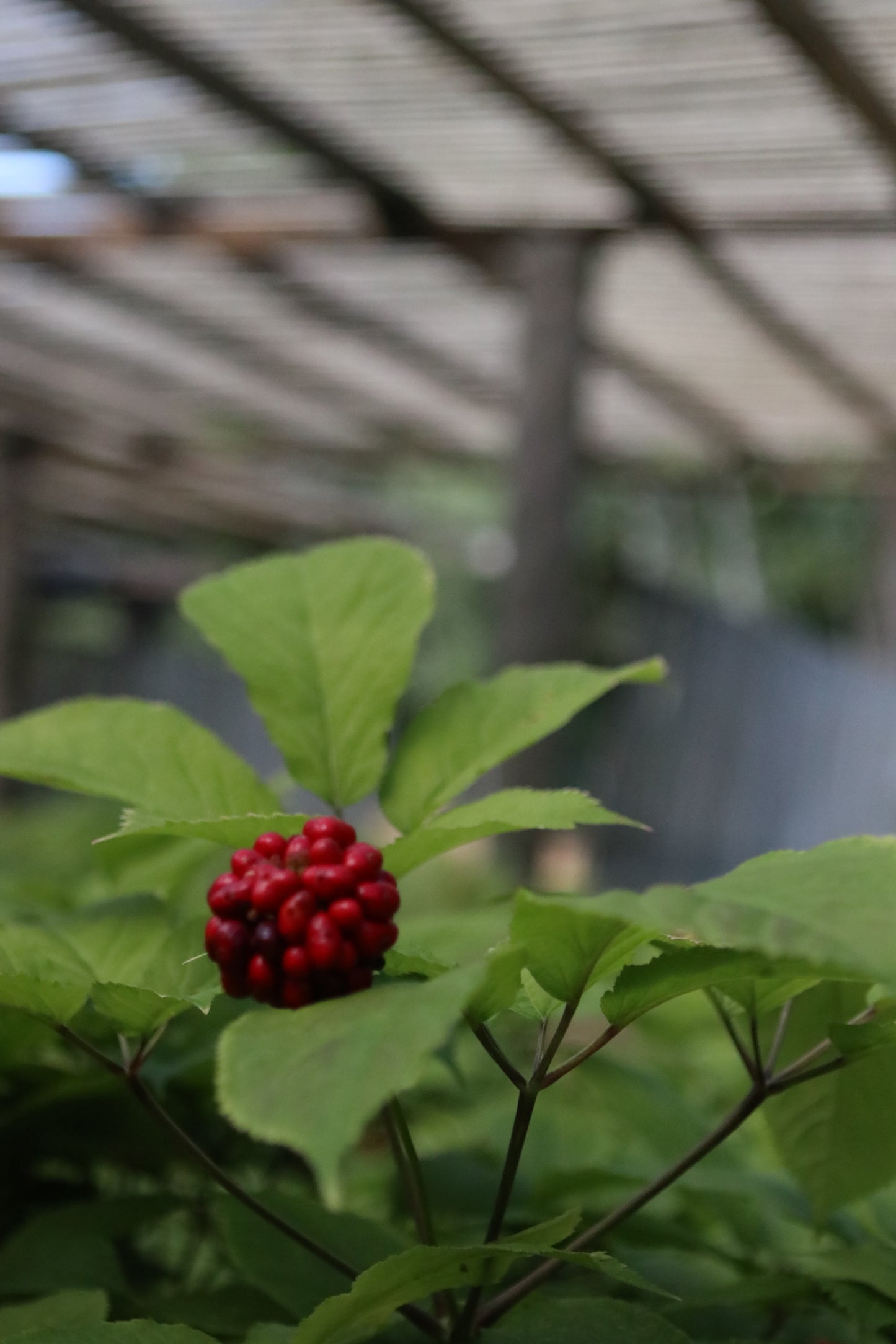 1 Pound Package of Stratified Ginseng Seed