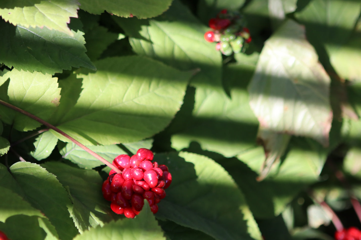 Stratified Ginseng Seed Per Pound (Orders of More Than 20 Pounds)