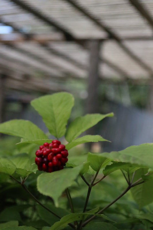 1 Pound Package of Stratified Ginseng Seed
